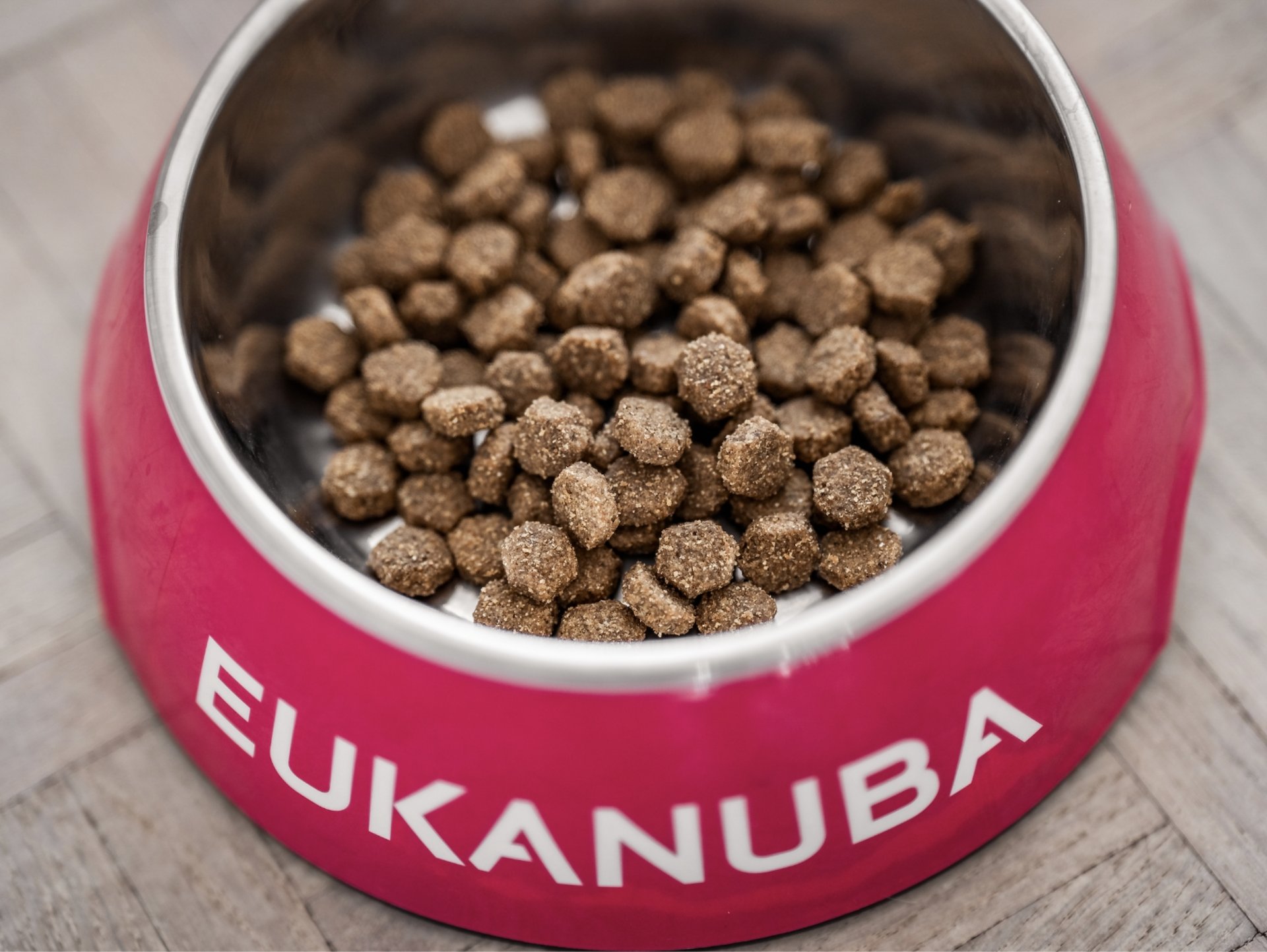 How to keep ants out of dog food » EUKANUBA