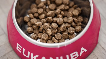 How to keep ants out of dog food EUKANUBA