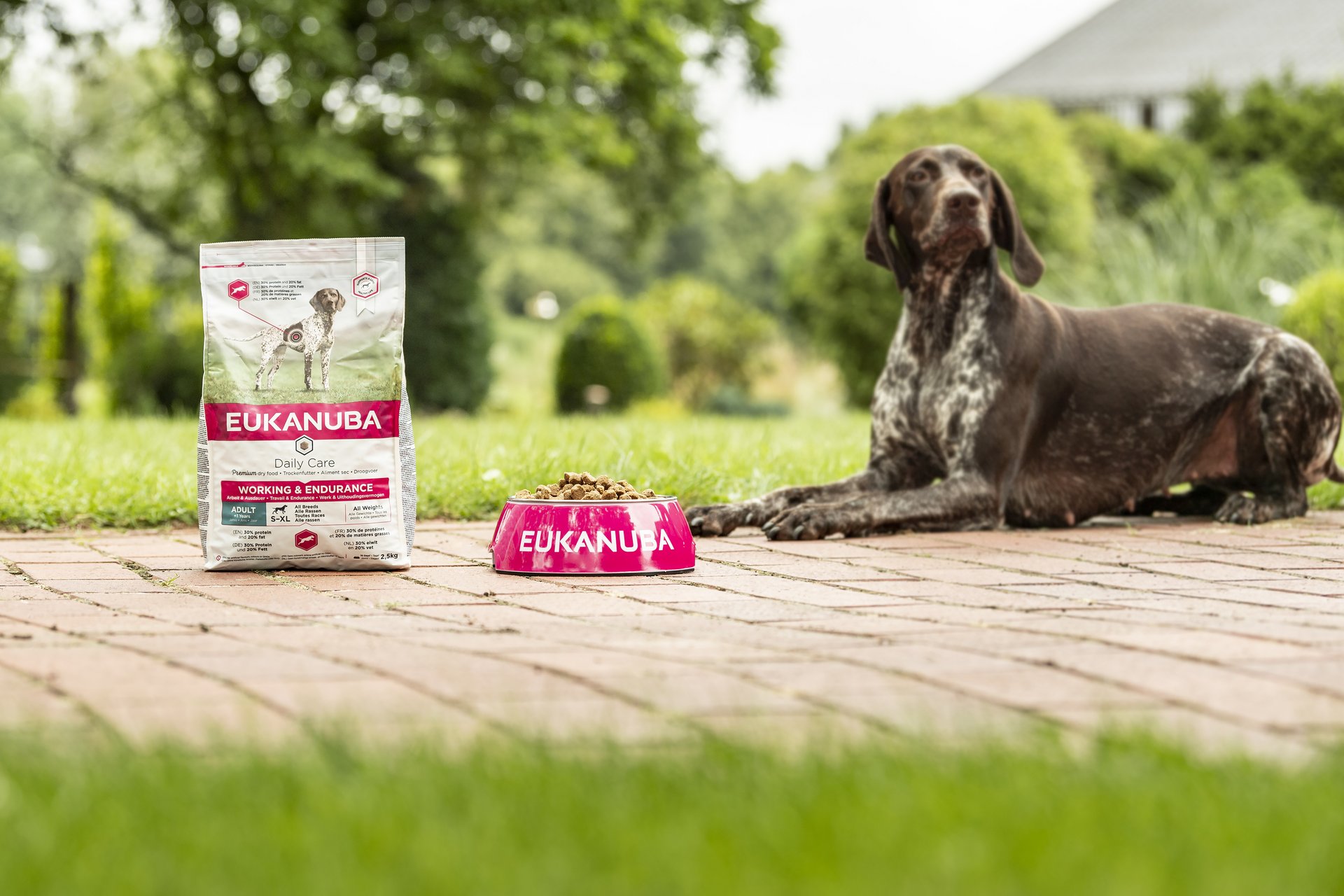 Discover our products for dogs EUKANUBA