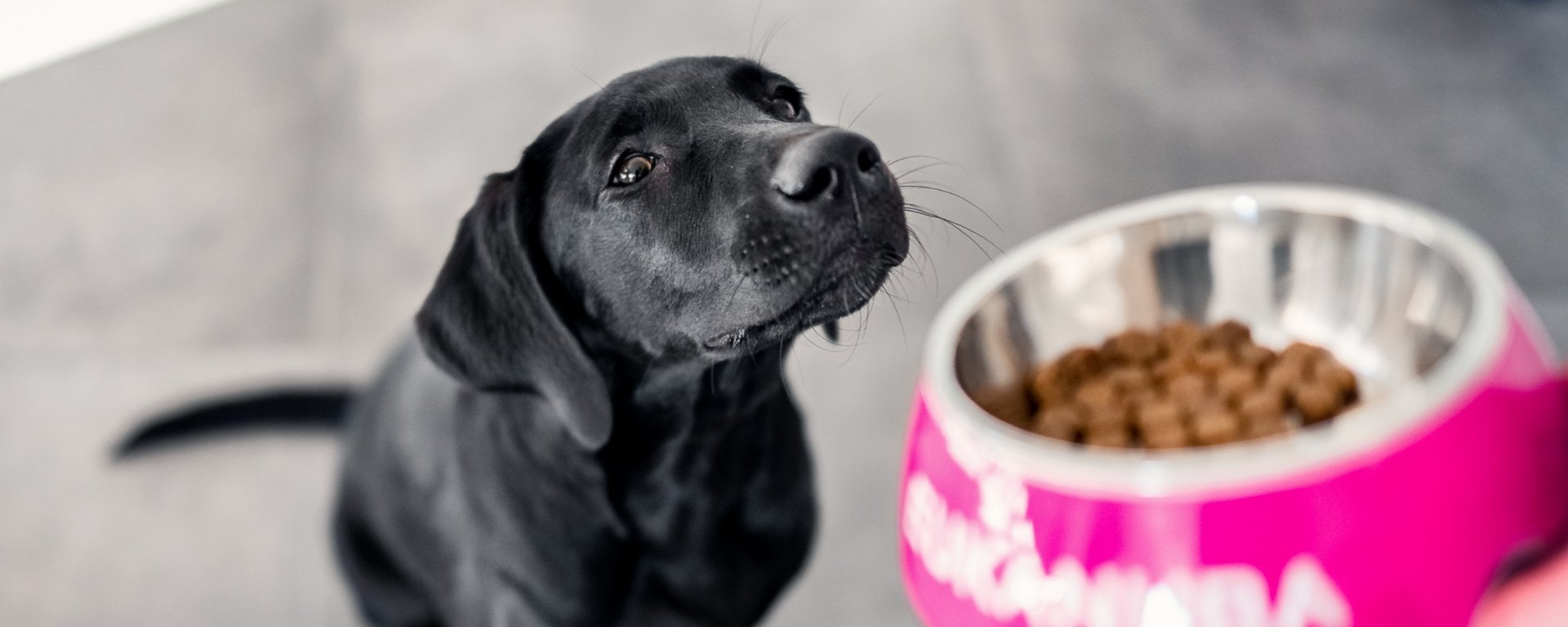 fodrer din hvalp EUKANUBA