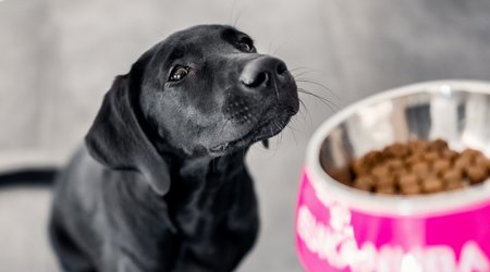 Eukanuba adult outlet small bite