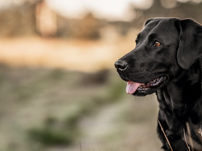 Skin and coat care for your dog EUKANUBA