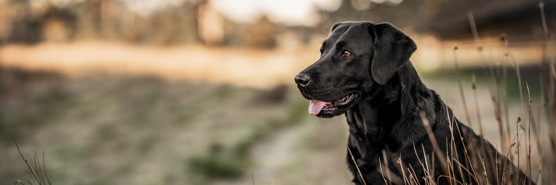 La santé du chien