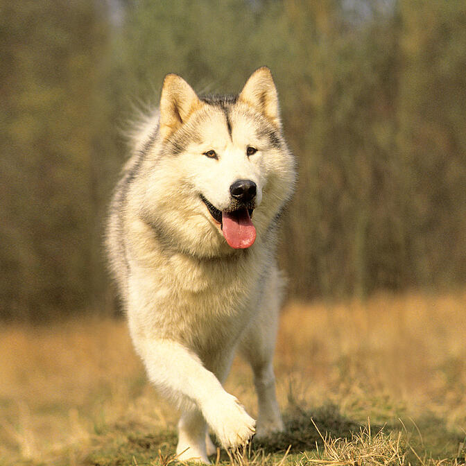 Breed Finder EUKANUBA EUKANUBA