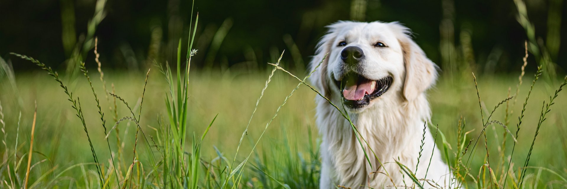 Eukanuba adult breed specific golden clearance retriever