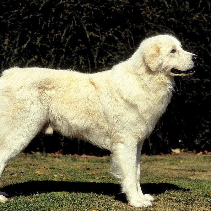 Maremma sale sheepdog lifespan