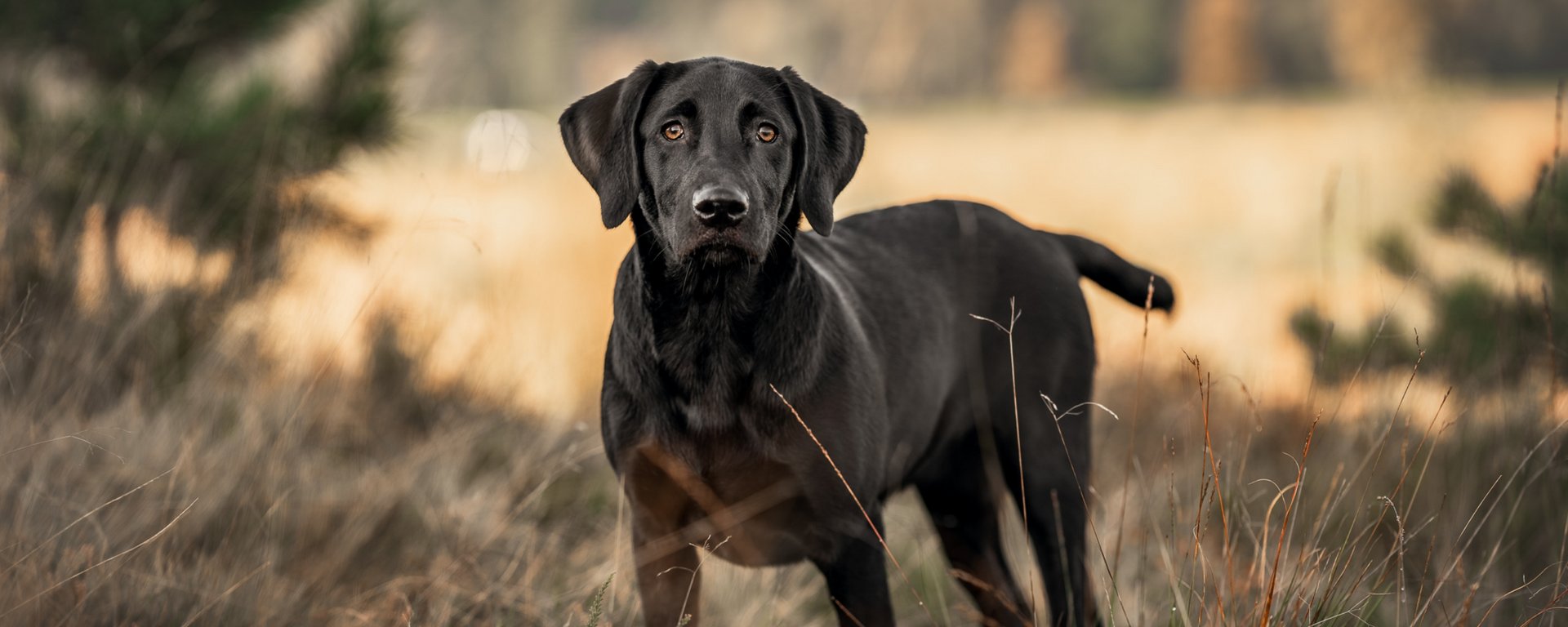 Eukanuba labrador puppy clearance food