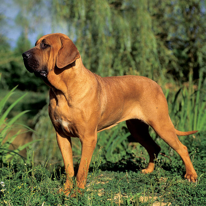fila brasileiro - Canine Heritage